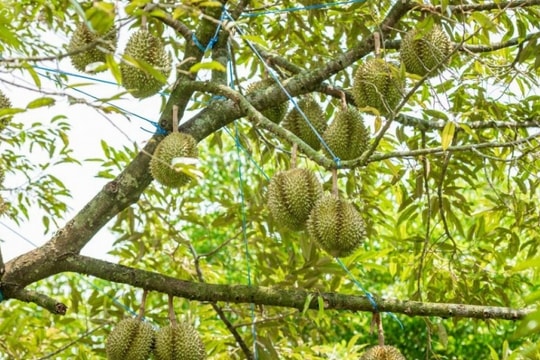 Giá sầu riêng hôm nay 25/11: Tiếp tục tăng mạnh, xuất khẩu sầu riêng đạt kỷ lục