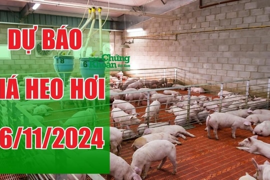 Dự báo giá heo hơi ngày 26/11: Xu hướng tăng nhẹ, người chăn nuôi cần lưu ý một số điều