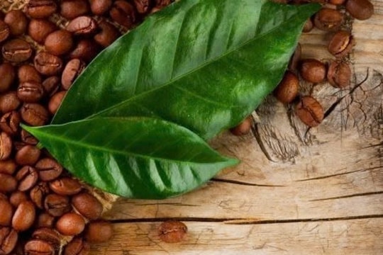 Giá cà phê hôm nay 26/11: Tăng thêm 1.000 đồng/kg, cà phê thế giới vượt mốc kỷ lục 5.000 USD/tấn