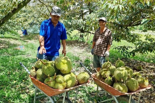 Giá sầu riêng hôm nay 26/11: Ổn định ở mức cao, sầu Thái đạt đỉnh tại Tây Nguyên