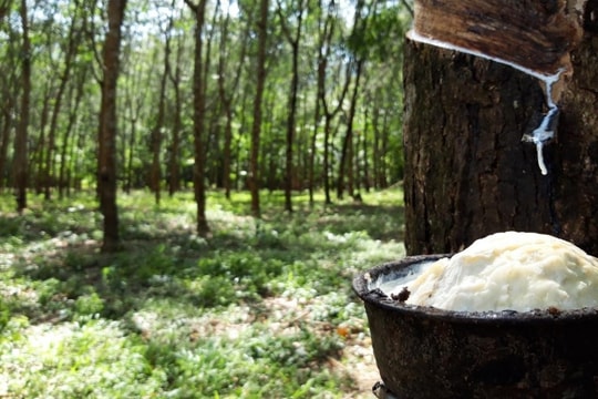 Giá cao su hôm nay 26/11: Tăng theo biến động của giá dầu