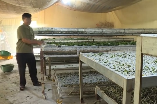 Nghề ‘ăn cơm đứng’ mang về hàng chục triệu USD cho Lâm Đồng