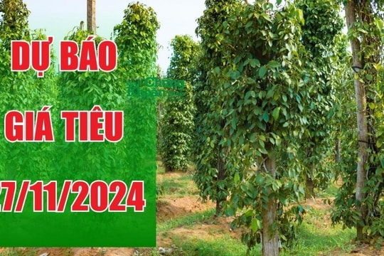 Dự báo giá tiêu ngày 27/11: Vượt ngưỡng quan trọng, cơ hội vàng để tối ưu lợi nhuận?