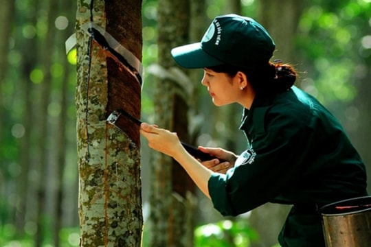 Giá cao su hôm nay 27/11: Tăng mạnh, chạm đỉnh cao nhất hai tuần