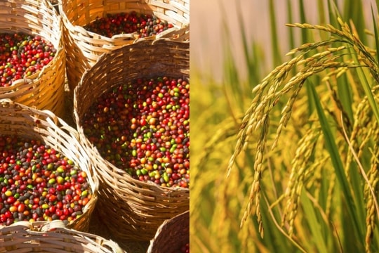 Bản tin nông sản ngày 27/11: Giá cà phê tiếp tục tăng mạnh, lúa gạo giảm nhẹ