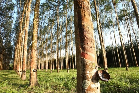 Giá cao su hôm nay 28/11: Giảm trước áp lực từ kinh tế Trung Quốc và động thái thuế quan của Mỹ