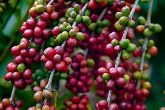 Giá cà phê tăng kỷ lục, chinh phục đỉnh cao gần 50 năm
