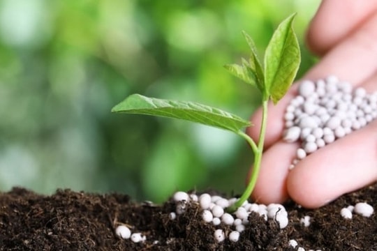 Giá phân bón gặp áp lực, DCM và DPM tìm động lực từ vụ Đông Xuân