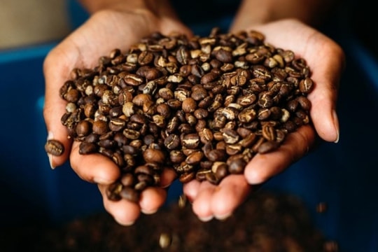 Giá cà phê nội địa tăng gấp đôi, Robusta xác lập đỉnh lịch sử