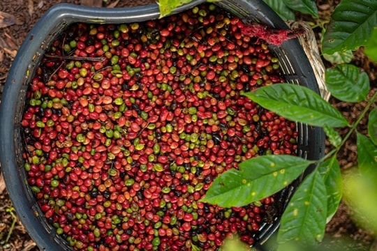 Bản tin nông sản ngày 28/11: Giá cà phê tiếp tục tăng mạnh, hồ tiêu vượt mốc 142.000 đồng/kg