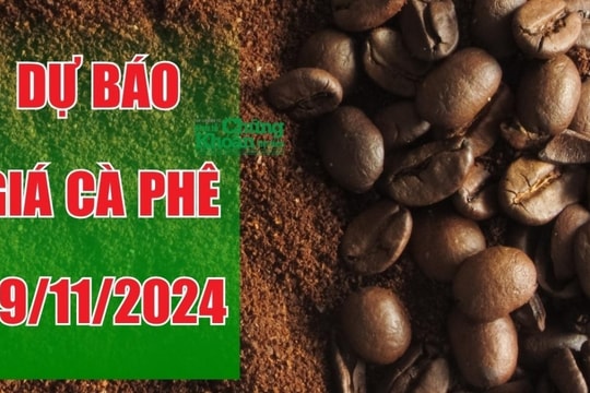 Dự báo giá cà phê ngày 29/11: Tiếp tục lập đỉnh