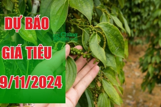 Dự báo giá tiêu ngày 29/11/2024: Tiếp diễn đà tăng mạnh?
