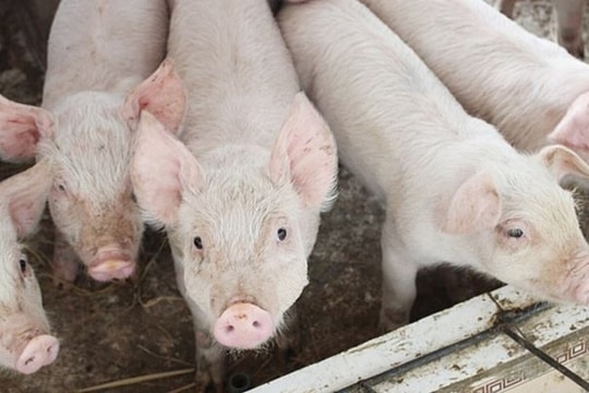 Giá heo hơi hôm nay 29/11: Miền Bắc và miền Nam ổn định, miền Trung - Tây Nguyên lặng sóng