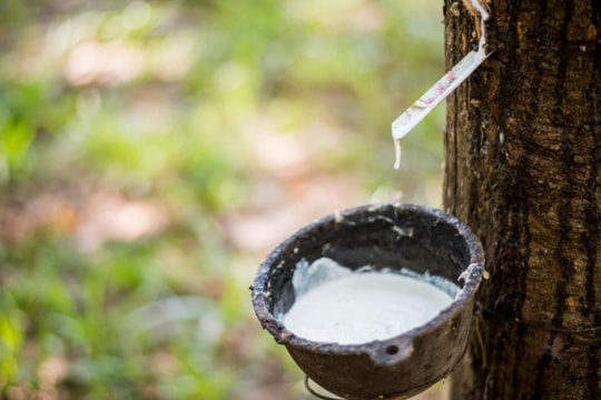 Giá cao su hôm nay 29/11: Tăng khi lo ngại nguồn cung từ Thái Lan bị gián đoạn