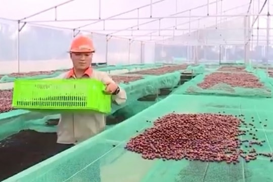 Đắk Lắk - ‘thủ phủ cà phê’ xuất khẩu đạt 1,65 tỷ USD trong năm 2024