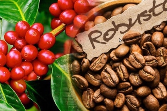 Giá cà phê Robusta neo đỉnh lịch sử: Tâm điểm của thị trường hàng hóa nguyên liệu
