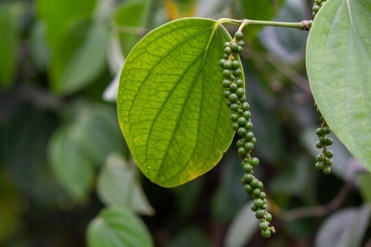 Giá tiêu hôm nay 30/11/2024: Tiếp tục tăng mạnh, vượt mốc 145.000 đồng/kg