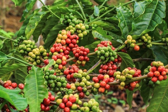 Giá cà phê hôm nay 30/11: Tiếp tục tăng mạnh tại các tỉnh Tây Nguyên, đã vượt mốc 131.000 đồng/kg