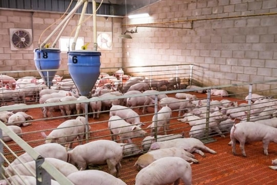 Giá heo hơi hôm nay 30/11: Tăng cả ba miền, các tỉnh miền Nam đang thu mua cao nhất