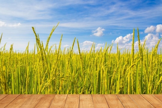 Giá lúa gạo hôm nay 30/11: Tăng tại nhiều mặt hàng, thị trường thế giới đi lên