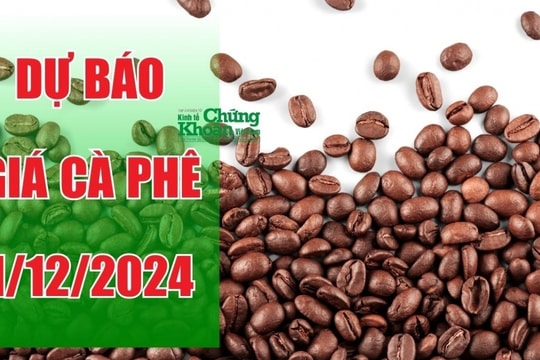 Dự báo giá cà phê ngày 1/12/2024: Thị trường nóng lên, giá có thể giảm nhẹ?