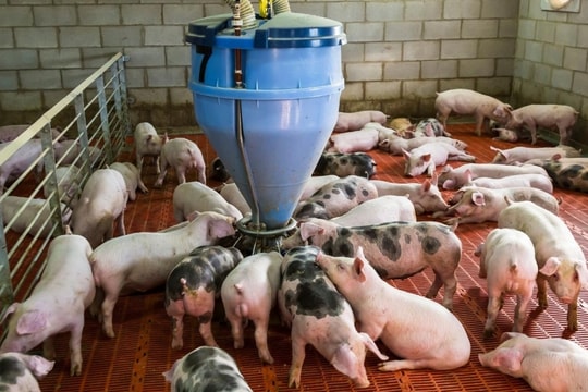 Giá heo hơi hôm nay 1/12/2024: Thị trường biến động khó lường, giá duy trì mức 60.000 - 64.000 đồng/kg