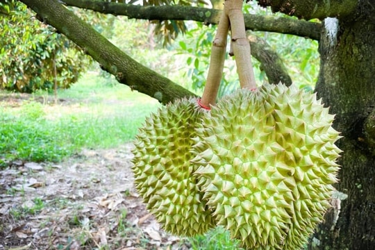 Giá sầu riêng hôm nay 1/12: Sầu Riêng nối tiếp đà giảm, xuất khẩu lao dốc