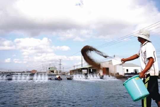 Thủy sản Sóc Trăng trả cổ tức tỷ lệ cao nhất trong lịch sử công ty