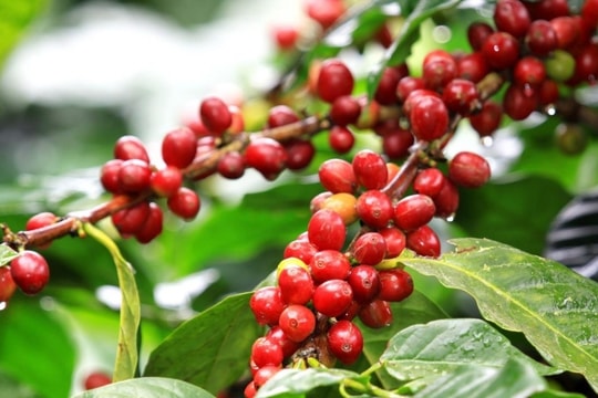 Giá cà phê hôm nay 2/12/2024: Tăng mạnh trên diện rộng, lập đỉnh 47 năm