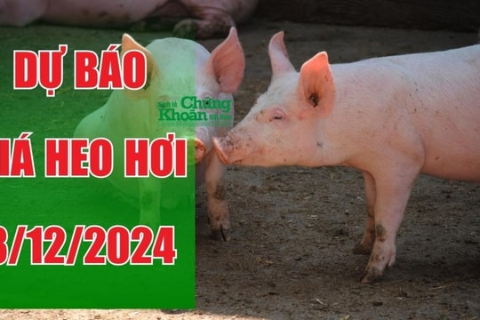 Dự báo giá heo hơi ngày 3/12/2024: Xu hướng ổn định tiếp tục chiếm ưu thế