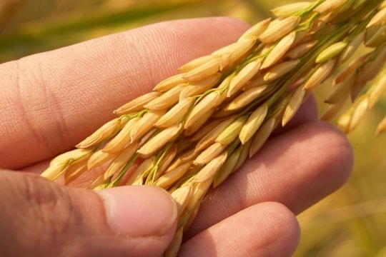 Giá lúa gạo hôm nay 3/12/2024: Lúa tăng 200 – 400 đồng/kg, xuất khẩu sang Trung Quốc giảm mạnh