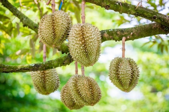 Giá sầu riêng hôm nay 3/12/2024: Ổn định ở mức cao, tập trung hướng tới sản xuất bền vững