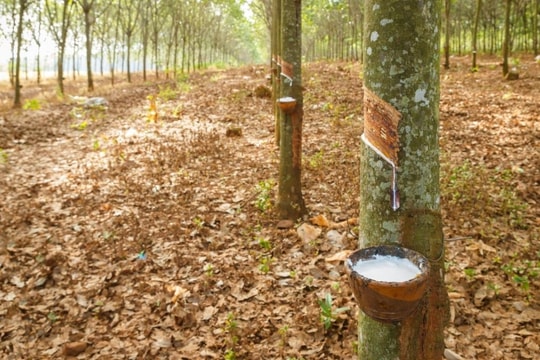 Giá cao su hôm nay 3/12/2024: Tăng tại Thái Lan, giảm ở Nhật Bản và Trung Quốc