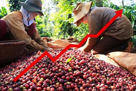 Giá cà phê tăng vọt cuối năm 2024: Nguyên nhân nào đứng sau đợt biến động lịch sử?