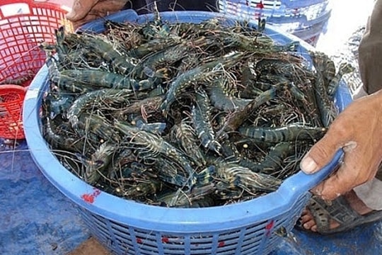 Giá tôm tăng mạnh: Khó khăn của doanh nghiệp chế biến và nguồn cung thiếu hụt
