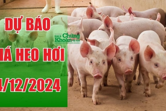 Dự báo giá heo hơi ngày 4/12/2024: Tăng tiếp tại một số khu vực