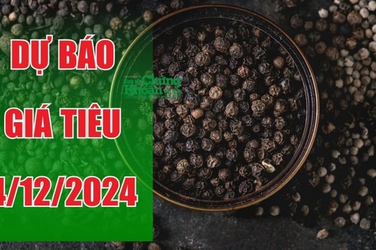 Dự báo giá tiêu ngày 4/12/2024: Nhu cầu xuất khẩu sẽ đẩy giá tăng?