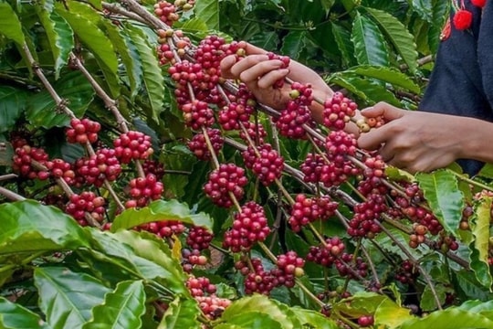 Giá cà phê tăng mạnh liên tiếp giúp nông dân vùng Tây Nguyên thu lãi tiền tỷ