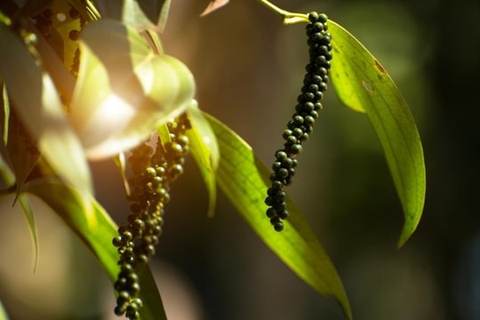 Giá tiêu hôm nay 4/12/2024: Lao dốc mạnh, chạm mức thấp nhất tháng