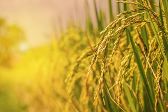 Giá lúa gạo hôm nay 4/12: Tăng cao tại Đồng bằng sông Cửu Long, Bangladesh đẩy mạnh nhập khẩu gạo