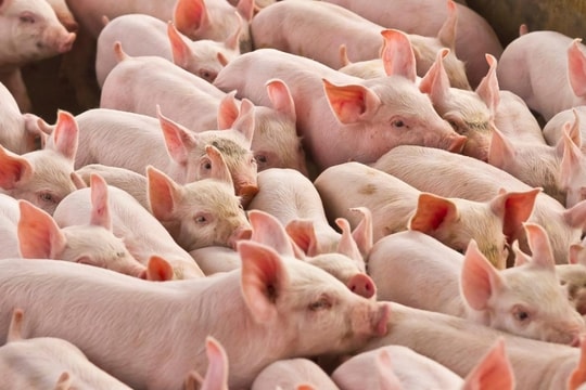 Giá heo hơi hôm nay 4/12: Tăng trên diện rộng, Miền Bắc có đà mạnh nhất