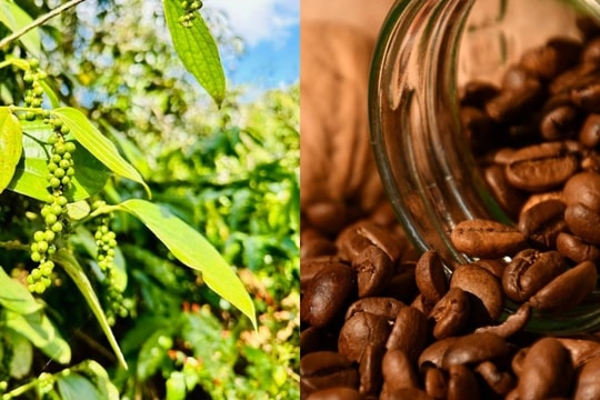 Bản tin nông sản hôm nay 4/12: Giá cà phê và hồ tiêu cùng rơi tự do, lúa gạo là điểm sáng