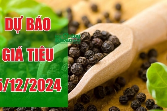 Dự báo giá tiêu ngày 5/12/2024: Giá tiêu nội địa có tăng trở lại?