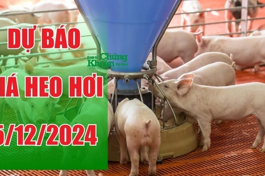 Dự báo giá heo hơi ngày 5/12/2024: Đà tăng liệu có tiếp tục giữ vững?