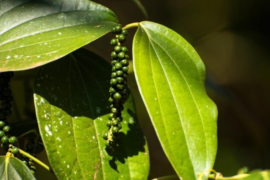 Giá tiêu hôm nay 5/12: Tiếp tục lao dốc, giá tiêu Đắk Nông giảm mạnh nhất