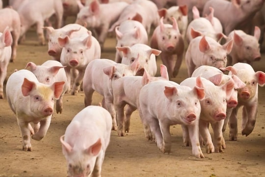 Giá heo hơi hôm nay 5/12: Miền Bắc và miền Trung tăng nhẹ, miền Nam bất ngờ lặng sóng