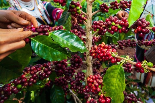 Bản tin nông sản 5/12/2024: Cà phê tăng mạnh, hồ tiêu tiếp tục giảm, lúa gạo ổn định