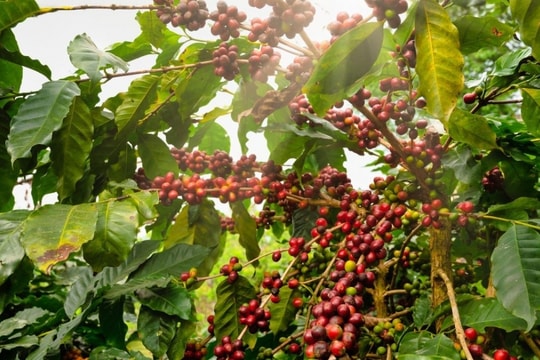 Giá cà phê Tây Nguyên bật tăng mạnh mẽ sau chuỗi giảm