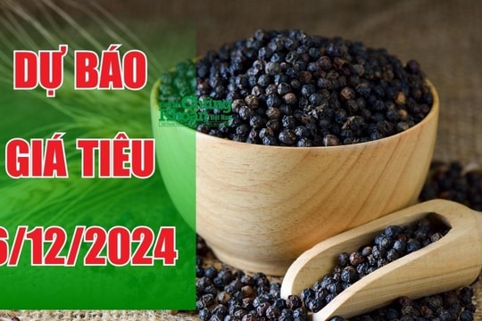 Dự báo giá tiêu ngày 6/12/2024: Liệu có cơ hội bứt phá?