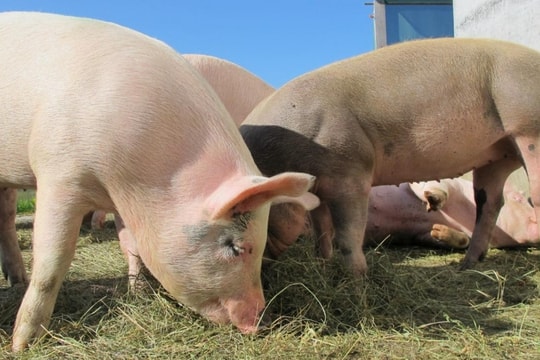 Giá heo hơi hôm nay 6/12/2024: Miền Bắc dẫn đầu, chạm ngưỡng kỷ lục